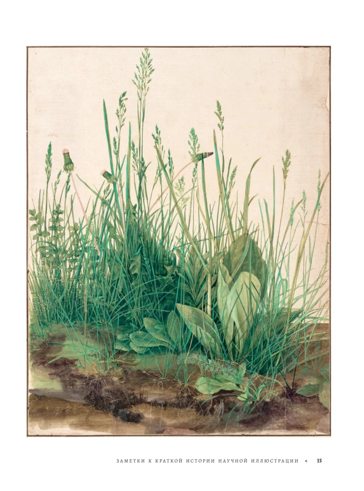 Beruf — Wissenschaftsillustrator. Leitfaden für Illustrationen in Biologie, Archäologie und Paläo-Kunst