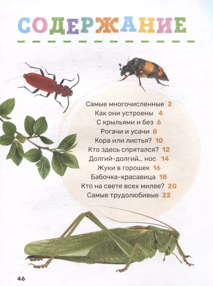 Insekten. Das erste Enzyklopädie-Buch für Kleinkinder
