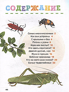 Insekten. Das erste Enzyklopädie-Buch für Kleinkinder