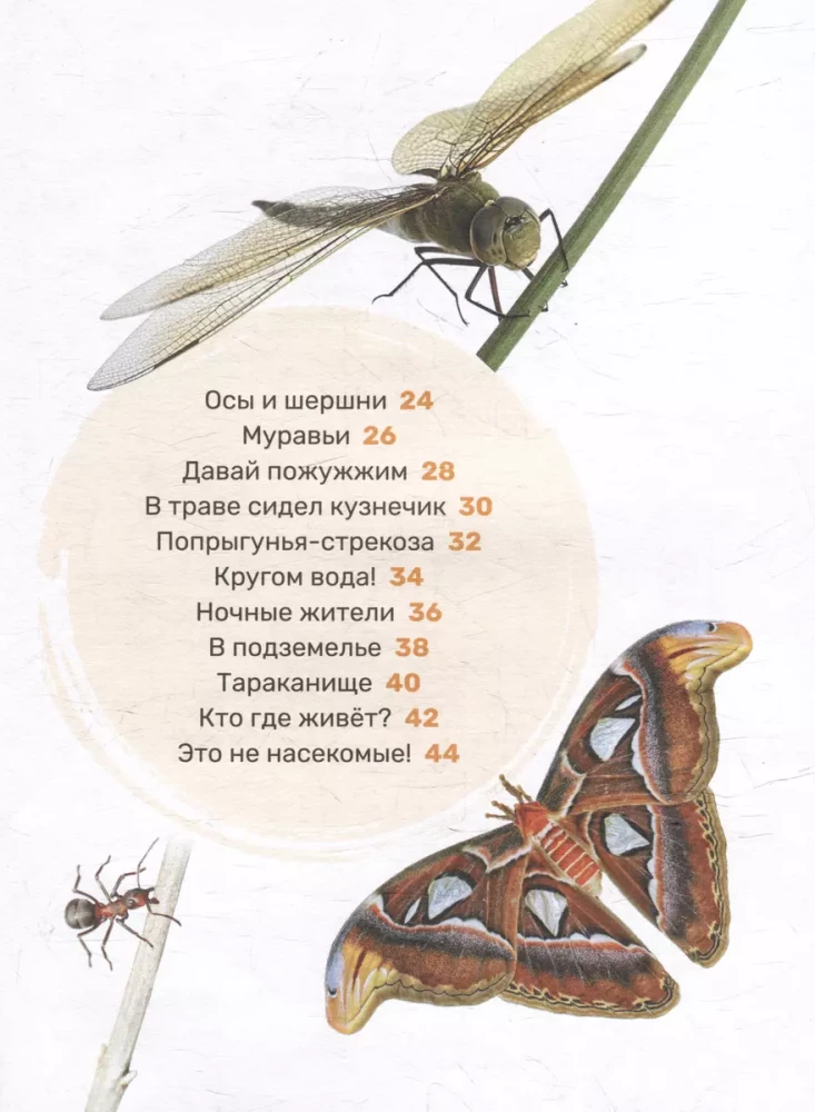 Insekten. Das erste Enzyklopädie-Buch für Kleinkinder
