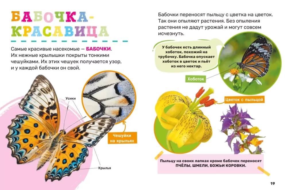 Insekten. Das erste Enzyklopädie-Buch für Kleinkinder