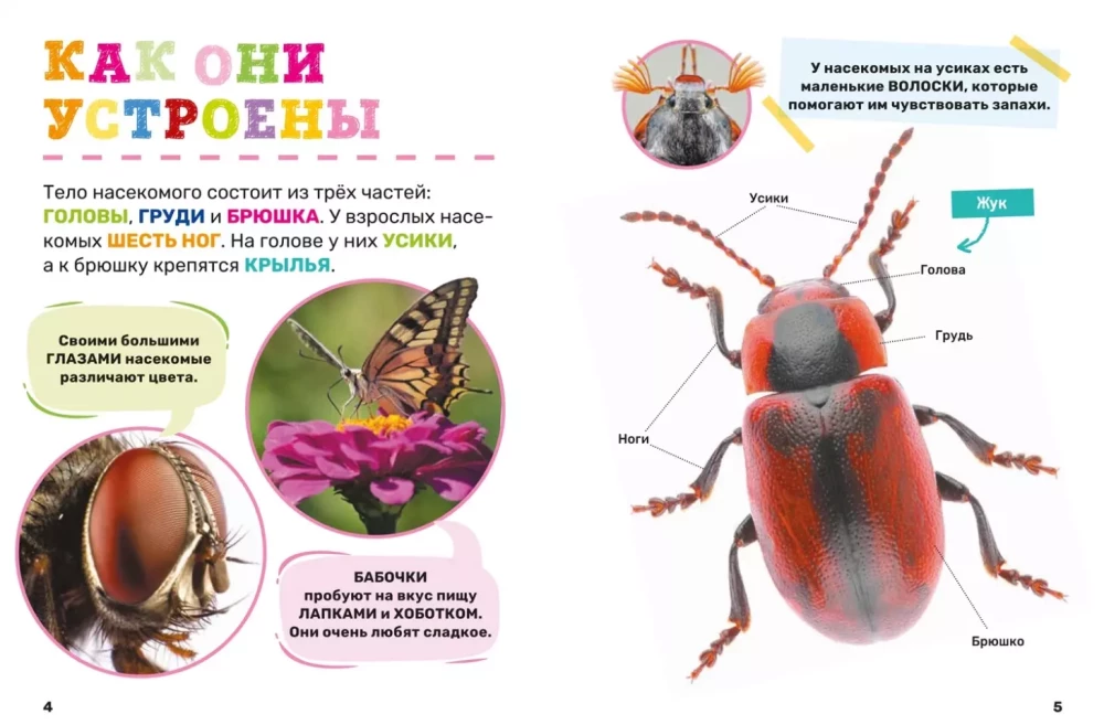 Insekten. Das erste Enzyklopädie-Buch für Kleinkinder