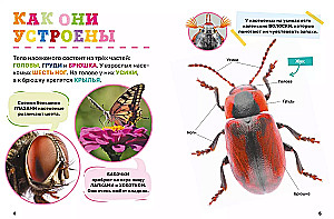 Insekten. Das erste Enzyklopädie-Buch für Kleinkinder