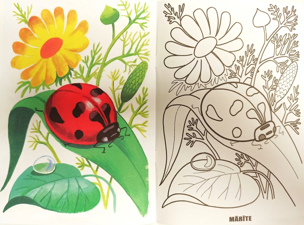 Malbuch - Insekten
