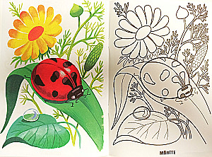 Malbuch - Insekten