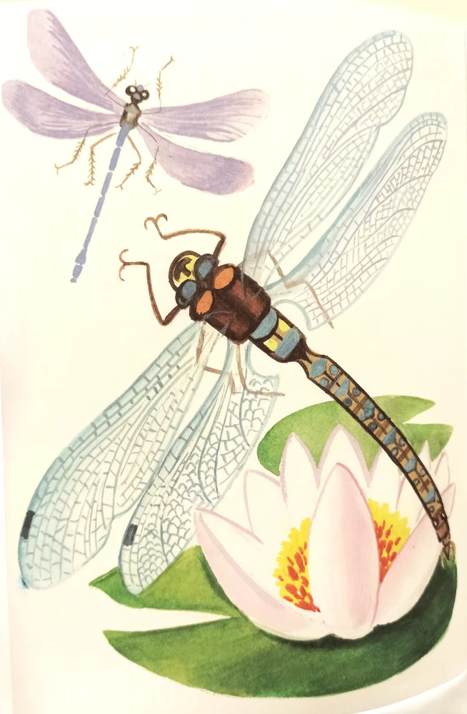 Malbuch - Insekten