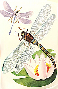 Malbuch - Insekten