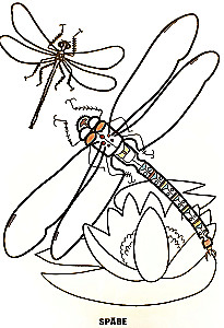 Malbuch - Insekten