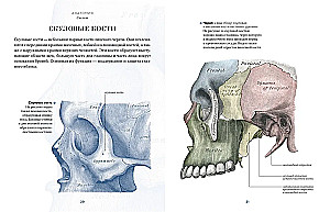 Anatomy