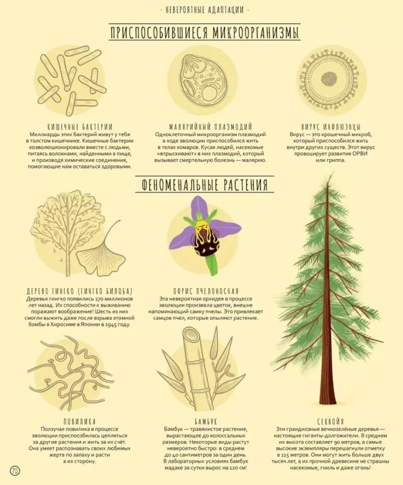 Wunder der Evolution. Eine Zeitreise