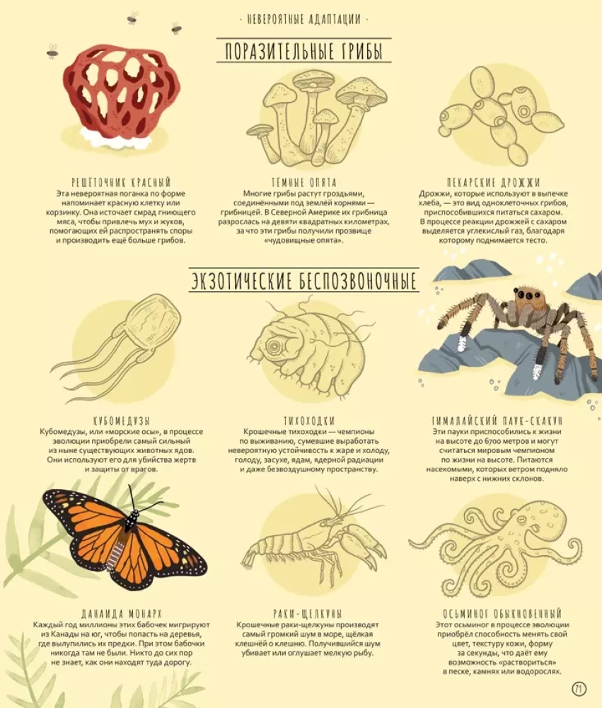 Wunder der Evolution. Eine Zeitreise