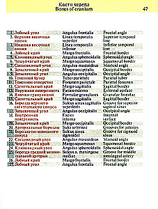 Pocket Atlas of Anatomy