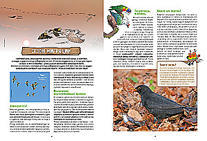 Ptaki w komiksach. Tom 3