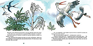 Fir