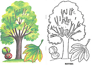 Malbuch - Bäume und Blätter