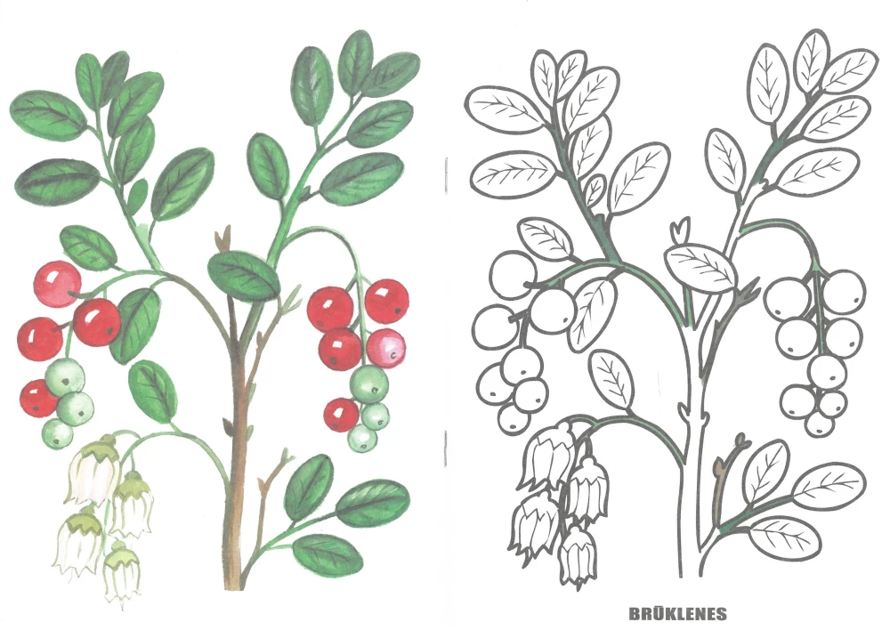 Malbuch - Beeren
