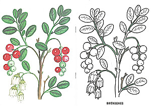 Malbuch - Beeren