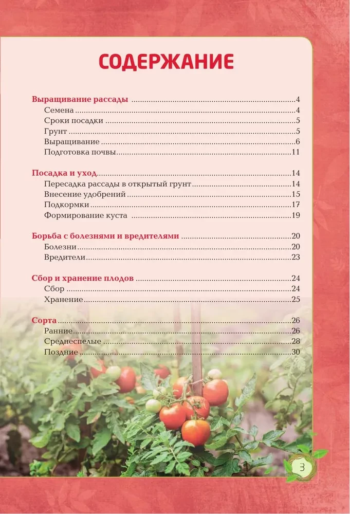 Pomidorai. Turtingas derlius be klaidų