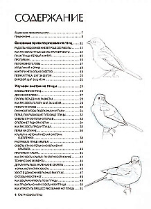 Jak rysować ptaki