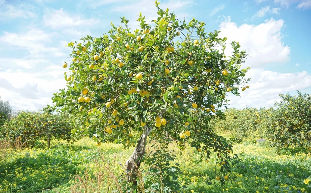 Dovana tikram vyrui (3 knygų rinkinys)
