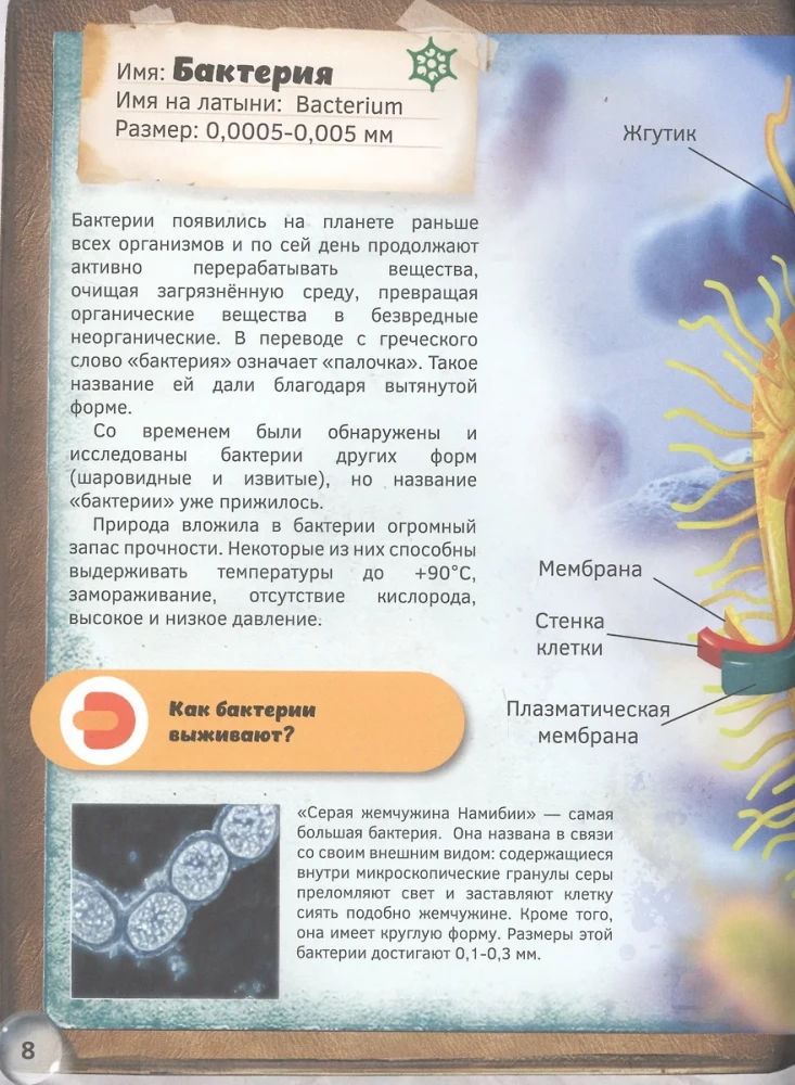 Pasaule zem mikroskopa. 4D grāmata