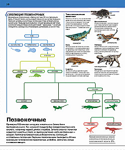 Dinozaury. Najbardziej kompletna nowoczesna encyklopedia