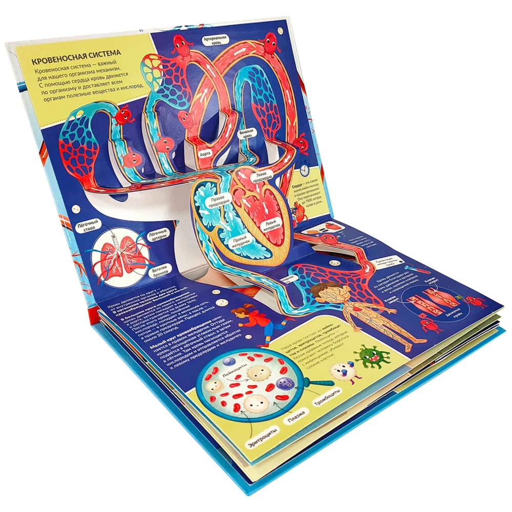 3D encyklopedia-panoramka. Anatomia