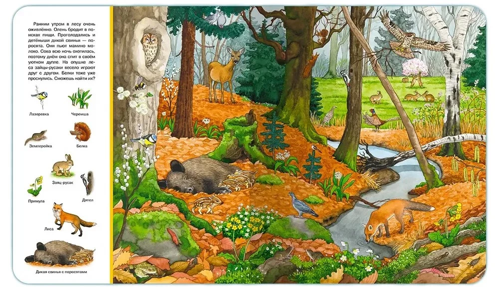 Find and Show. Forest