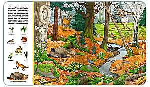 Find and Show. Forest