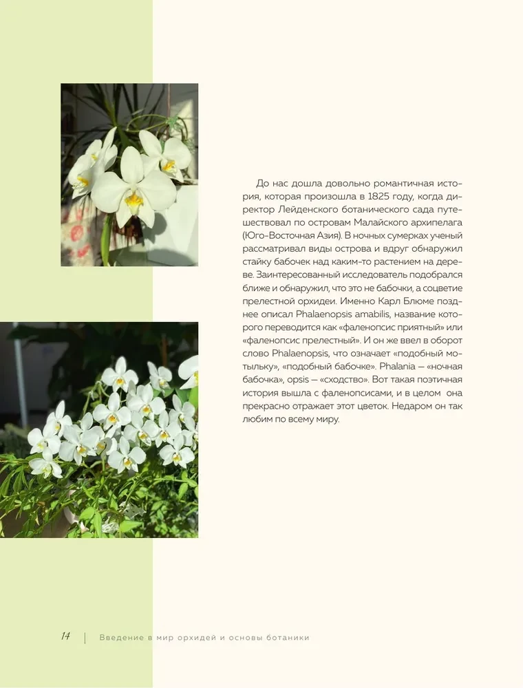 Nuostabios orchidėjos. Praktinis vadovas pradedantiesiems