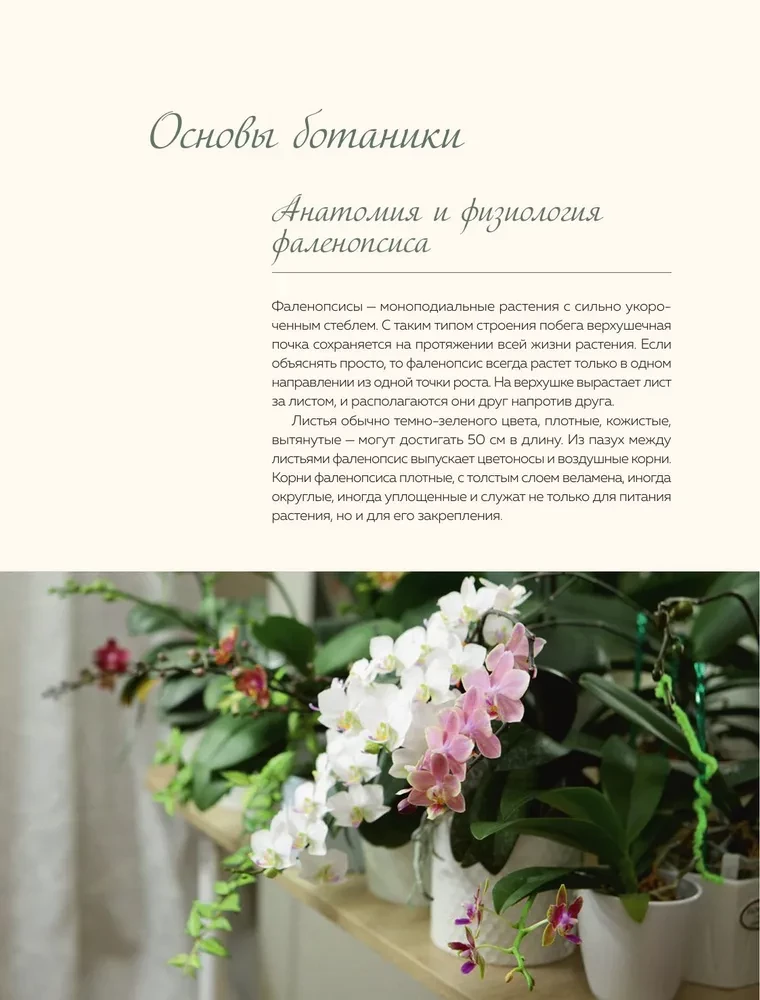 Nuostabios orchidėjos. Praktinis vadovas pradedantiesiems