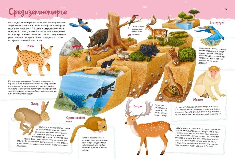 Gyvūnai. Mano pirmasis atlasas paveikslėliuose