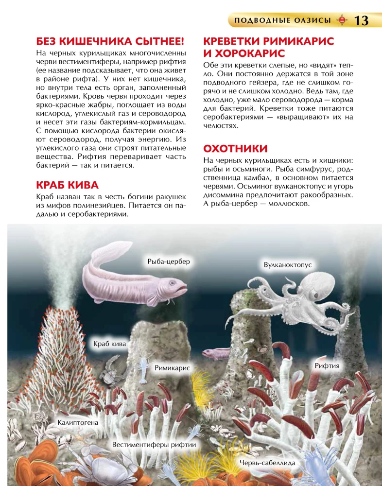 Podwodny świat. Encyklopedia dla dzieci