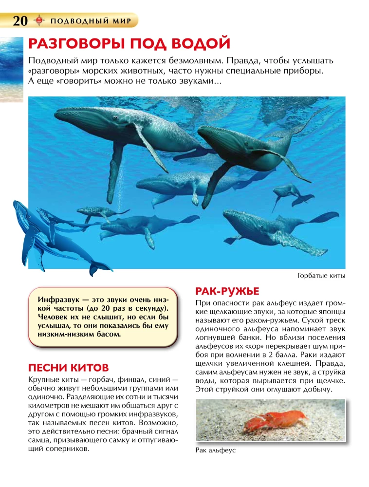 Podwodny świat. Encyklopedia dla dzieci