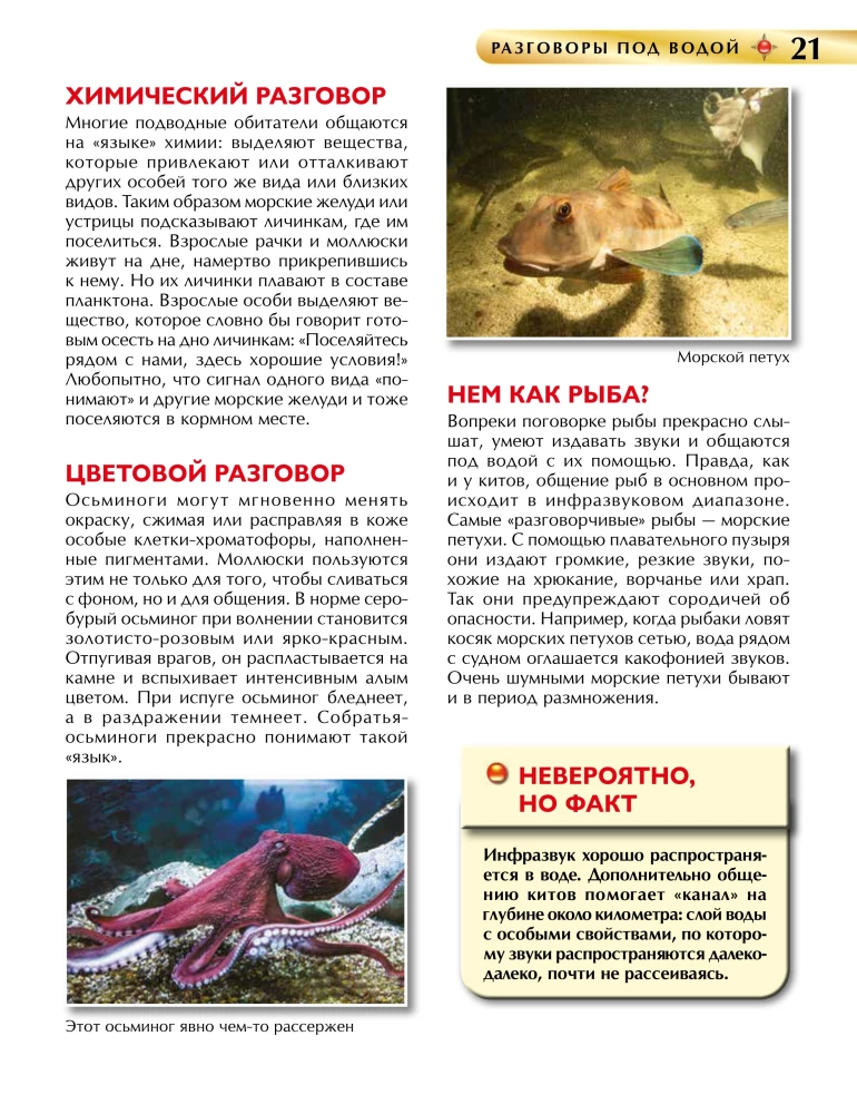 Podwodny świat. Encyklopedia dla dzieci