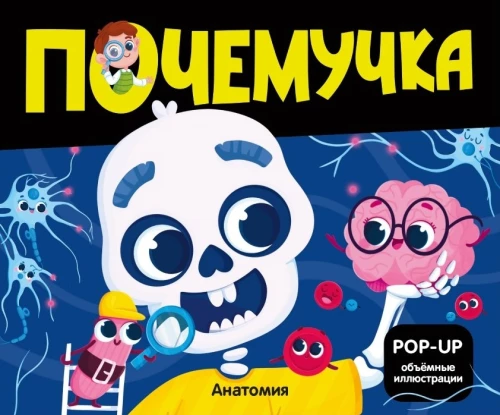 Miksiküsija. Anatoomia