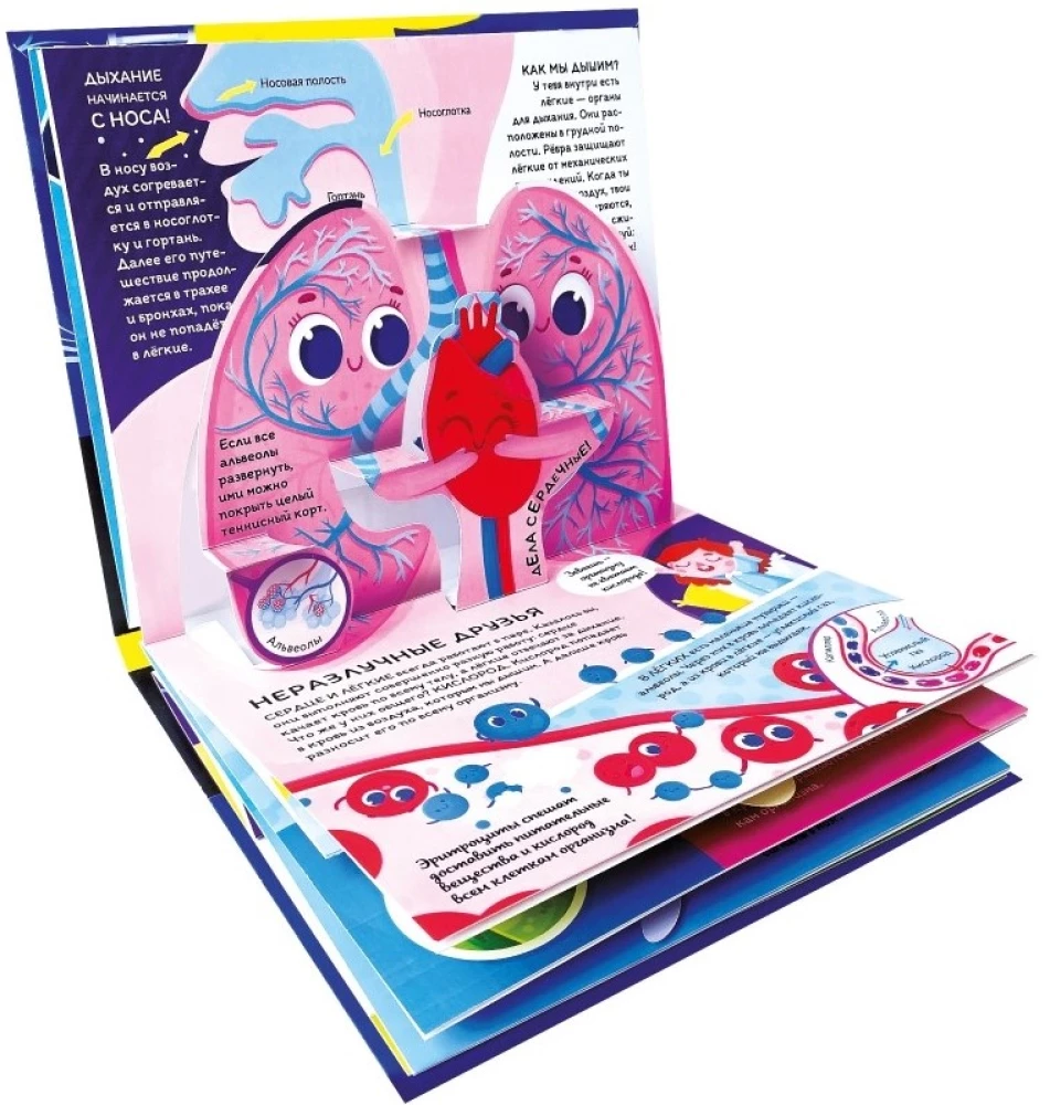 Dlaczego. Anatomia