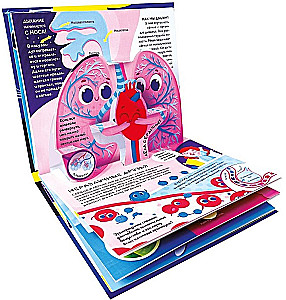 Dlaczego. Anatomia