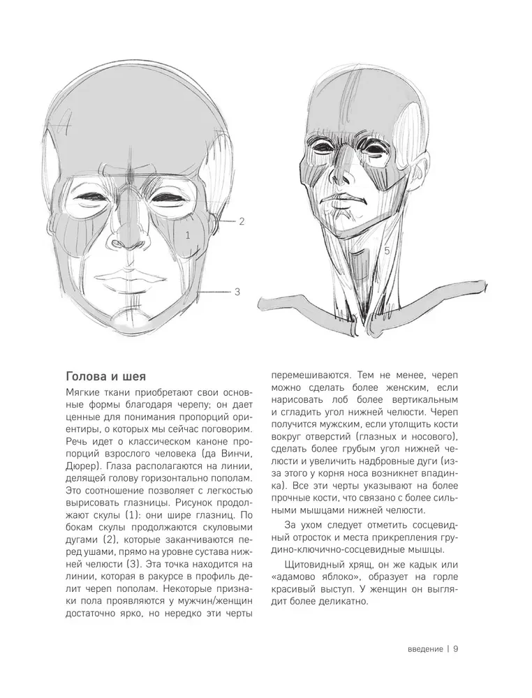 MORPHO. Skelett und Muskeln des Menschen. Anatomie für Künstler