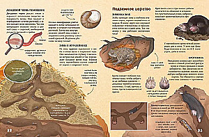 Cudowne encyklopedie. Sekrety jesiennego lasu. Encyklopedia wizualna