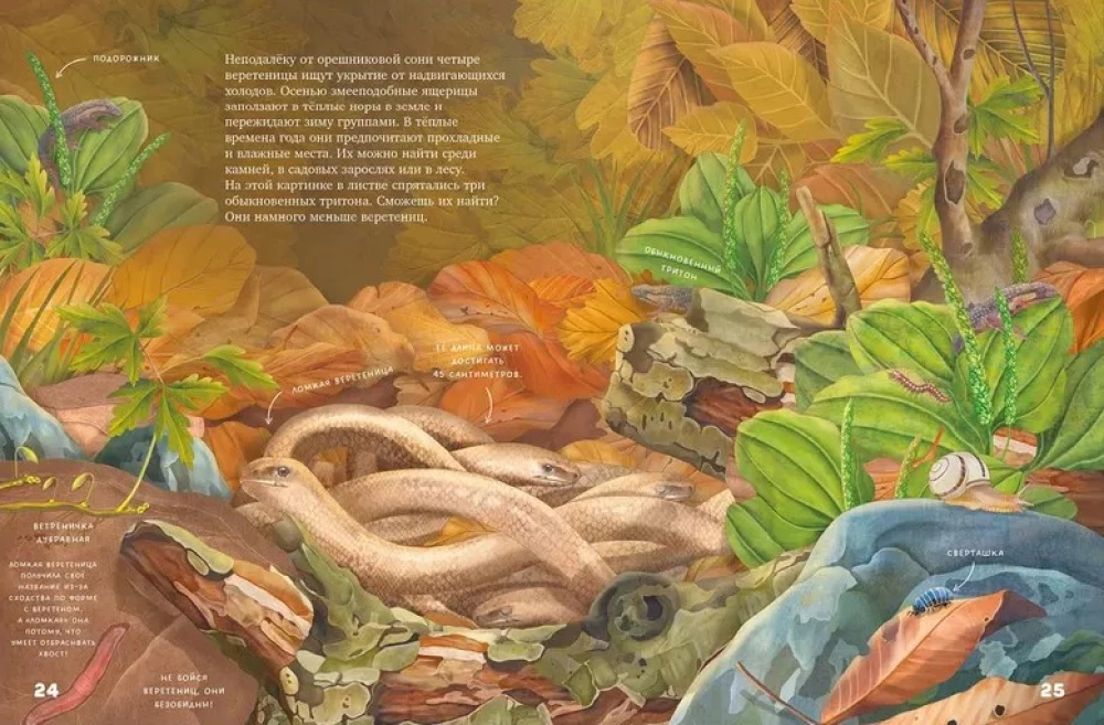 Cudowne encyklopedie. Sekrety jesiennego lasu. Encyklopedia wizualna