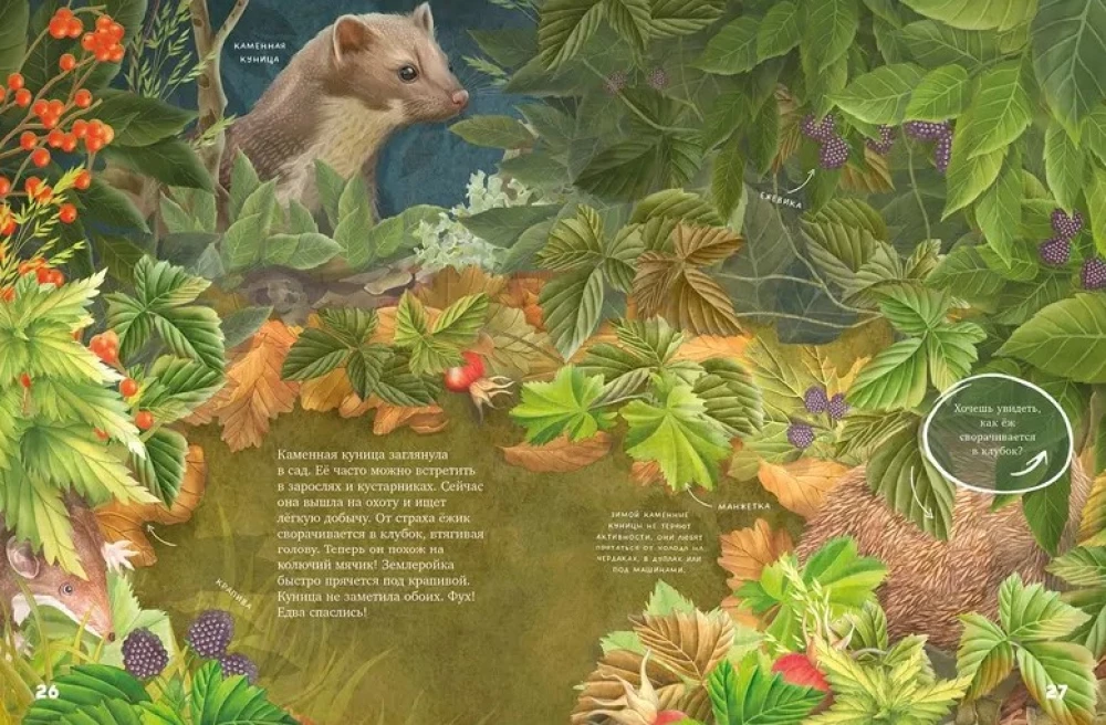Cudowne encyklopedie. Sekrety jesiennego lasu. Encyklopedia wizualna