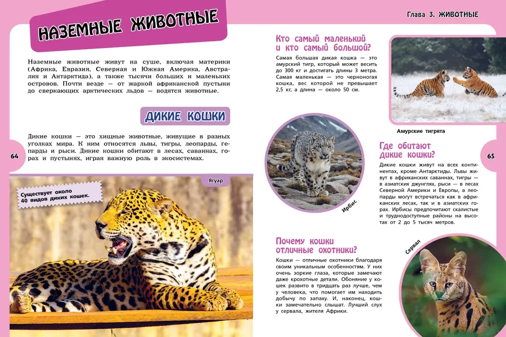 Wielka księga dla dociekliwych dziewczynek