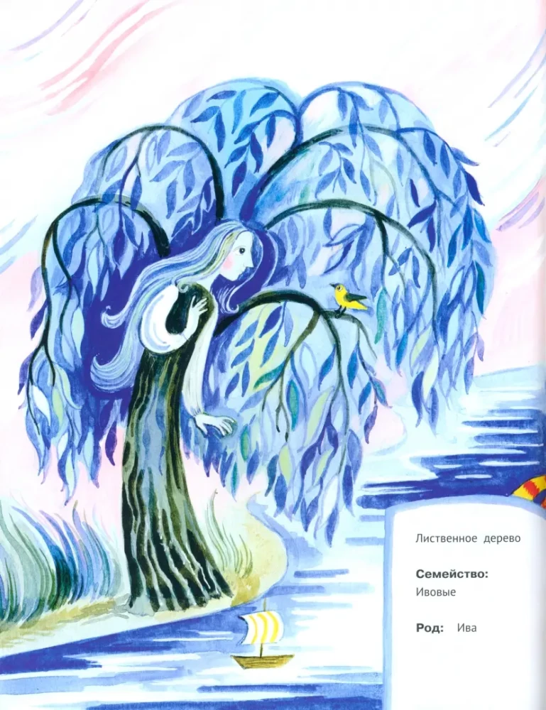 Bäume unserer Wälder