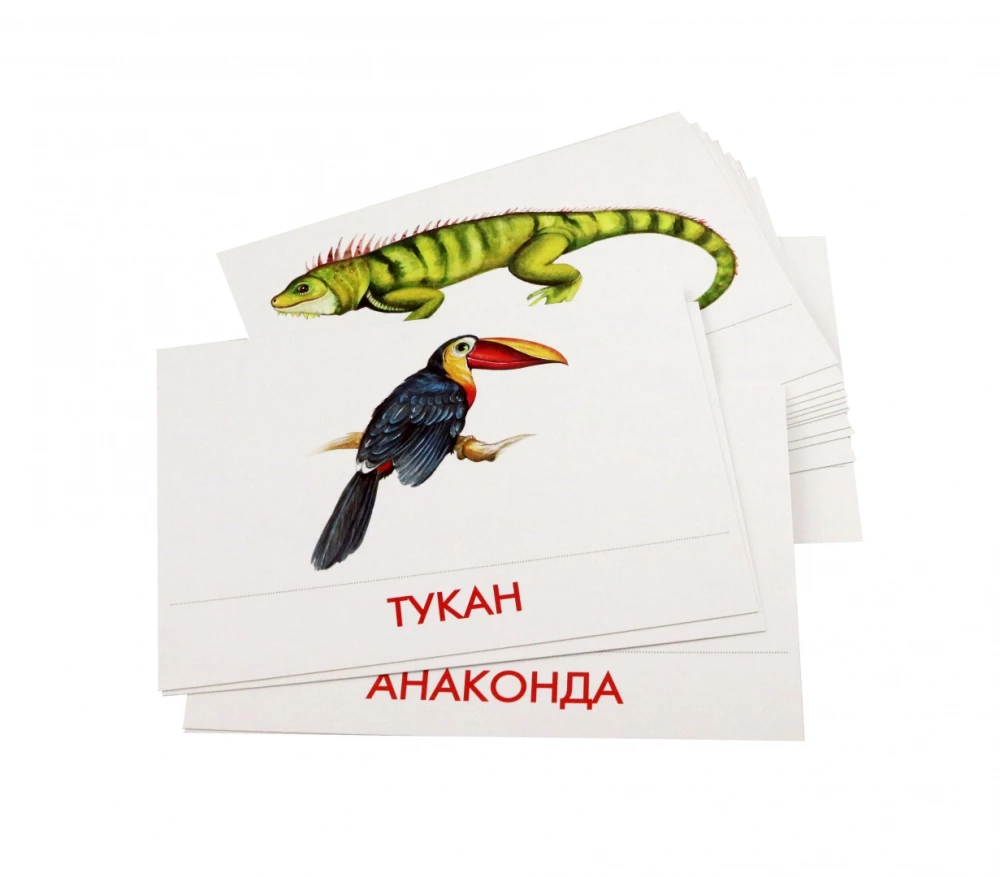 Didaktische Karten - Tiere Südamerikas