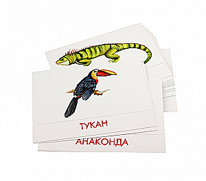Didaktische Karten - Tiere Südamerikas