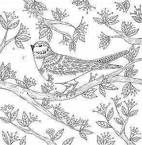 In den Armen der Natur. Malen Sie bezaubernde Illustrationen von Tieren und Vögeln aus