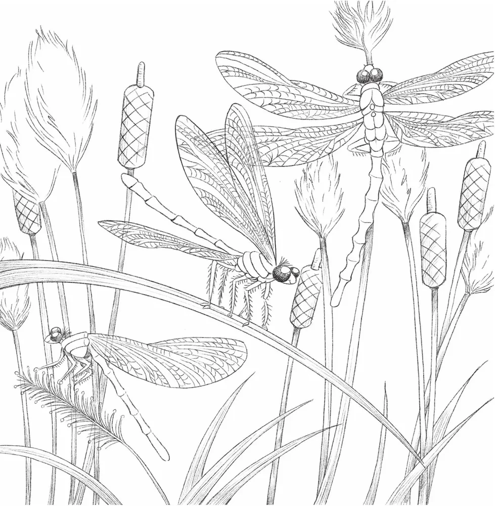 In den Armen der Natur. Malen Sie bezaubernde Illustrationen von Tieren und Vögeln aus