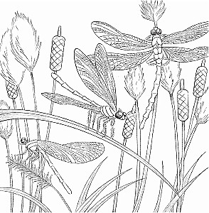 In den Armen der Natur. Malen Sie bezaubernde Illustrationen von Tieren und Vögeln aus