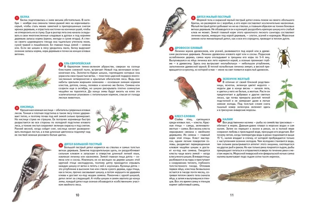 Jahreszeiten. Illustrierte Enzyklopädie